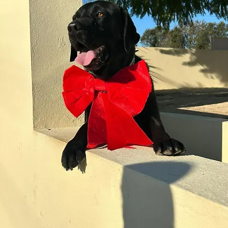 A Casa Da Bela Vista * Aveiro